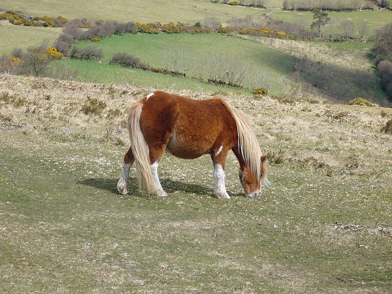 File:Dartmoor pony 1.jpg