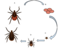 A. Female adults lays 1,500 eggs in the spring B. Eggs hatch C. Larva feed on smaller mammals D. Larva grow to Nymphs and the nymphs feed on larger mammals including people E. Larva become adults and feed on large mammals.