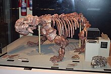 Dinodontosaurus skeleton UFRGS.jpg