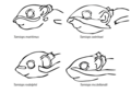 Drawings of differences in Asiatic striped squirrel species - close-up of the head region in lateral view