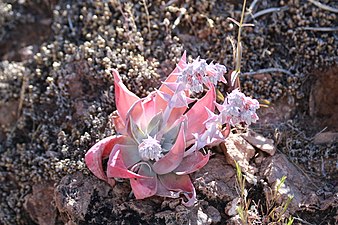 Dudleya arizonica