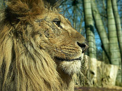 Crinière du Lion dans LION