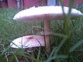 Edible mushroom