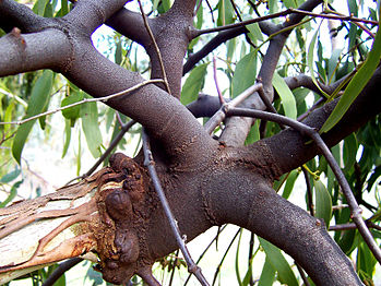 Mistletoe attached to Eucalyptus host