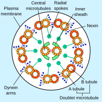 A cross-section of an axoneme, with axonemal dynein arms Eukaryotic flagellum.svg