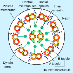 Eukaryotic flagellum.svg