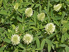 Description de l'image Fabaceae - Trifolium pannonicum.JPG.
