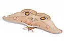 Female emperor gum moth.jpg