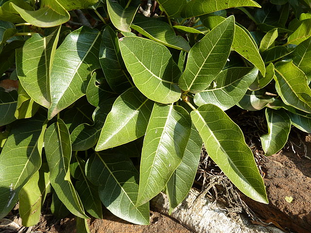 Description de l'image Ficus ingens, Merops-konf, a.jpg.