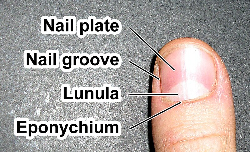 File:Fingernail label (enwiki).jpg