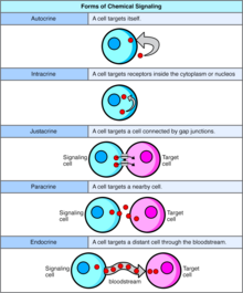 This image displays the different types of cell signaling Forms of Cell Signaling.png