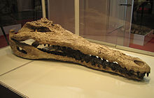 Gavialosuchus americanus Expominer 07.jpg