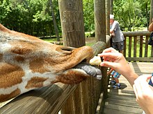 Riverbanks Zoo & Garden Giraffe being fed at Riverbanks Zoo.JPG