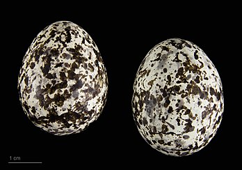 Des œufs de Glaréole à collier (collection de René de Naurois et Jacques Perrin de Brichambaut, muséum de Toulouse). (définition réelle 3 780 × 2 646)