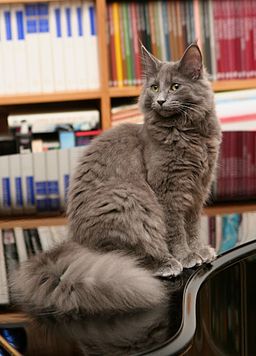 Grey Norwegian Forest Cat