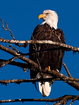 Haliaeetus leucocephalus