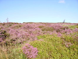 Struikhei, Yorkshire