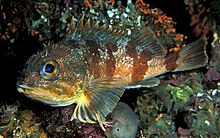 Helicolenus percoides (Red gurnard perch).jpg