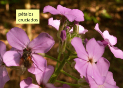 Perianto cruciado en una brasicácea o crucífera.