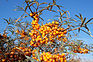 Sanddorn (Hippophae rhamnoides)