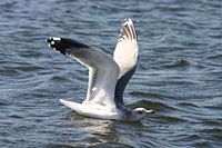 California gull