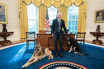 Biden amb Champ i Major al despatx Oval.