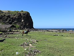 Kapurpurawan coastal rocky hill with horse