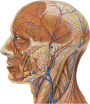 Lateral head anatomy detail.png
