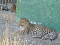 Indiai leopárd