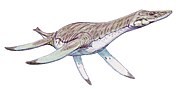 Miniatura per Leptocleidus