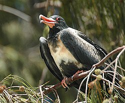 Lesser Frigatebird perched in a bush