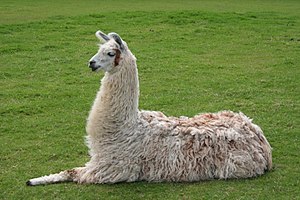 A Llama lying down, also called "kushing&...