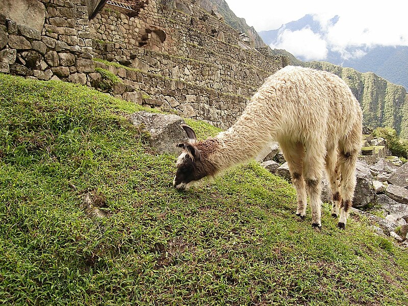 800px-Machu_Picchu07.jpg