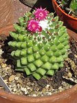 Mammillaria magnimamma toluca