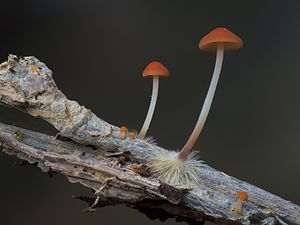 Marasmius elegans