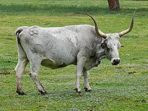 kráva maremmanského skotu