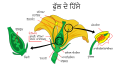 Mature flower diagram-pa