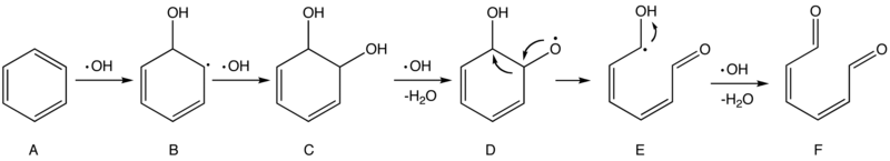 Hypothèse de mécanisme pour l'oxydation du benzène par les radicaux hydroxyle.