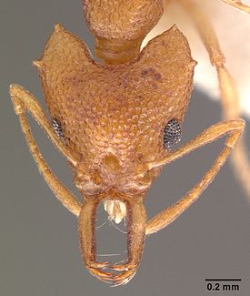 Голова муравья Microdaceton exornatum