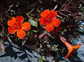 Mimulus cupreus