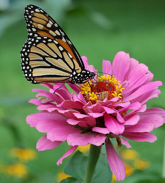 File:Monarch Butterfly Pink Zinnia 1800px.jpg