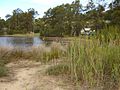 The shore of Narrabeen Lake