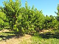 Culture de la nectarine et de la pêche.