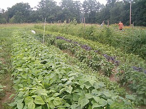 The New Leaf CSA (community-supported agricult...