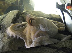 Chobotnice Paul v akváriu v Oberhausenu