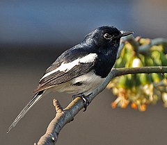 ♂ Copsychus saularis