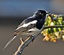 Восточная сорока Робин (Copsychus saularis) - Самец в Калькутте I IMG 3003.jpg