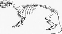 Az Oxyaena lupina csontváz rekonstrukciója
