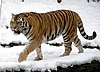 Siberian tiger