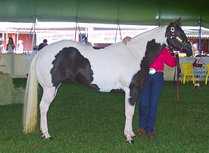 Pinto Paint Horse